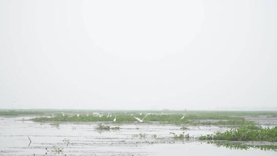 湖区拆围后生态恢复好大批水鸟栖息