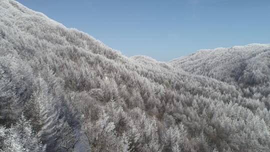 神龙架雪林