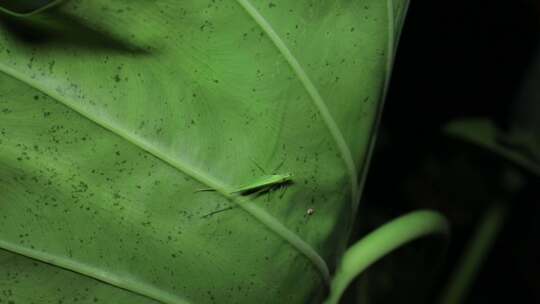 C蕨类植物虫蚁4K实拍视频