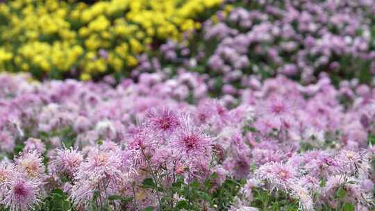 高清唯美大片菊花展花海盛开放视频秋天公园