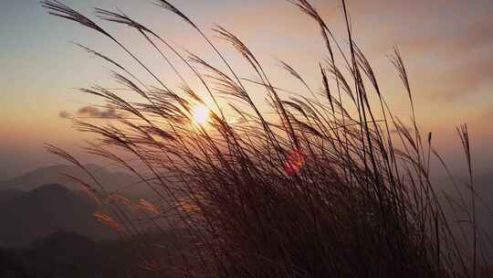 秋天 日落 夕阳 风吹芦苇动