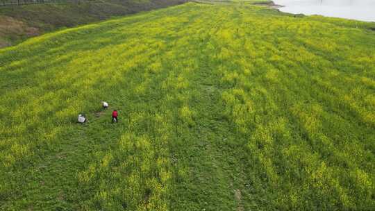 航拍长沙江边油菜花地视频素材模板下载