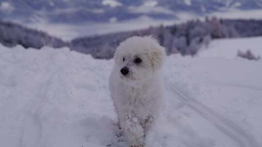 狗、雪、梗、山