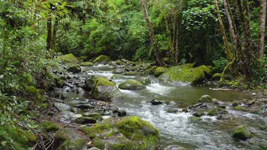 萨维格里河，哥斯达黎加，溪流，植被