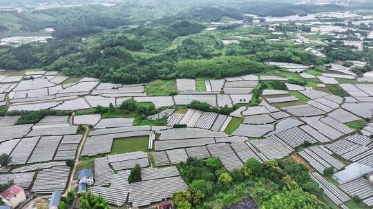 航拍广西桂林兴安葡萄种植基地