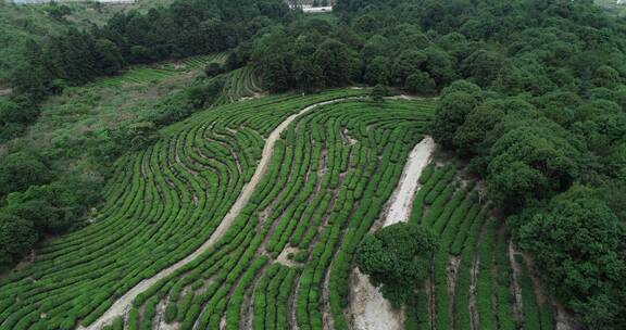 茶园 茶叶 茶 茶山 茶文化