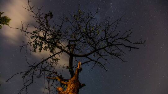 星空下的枯树