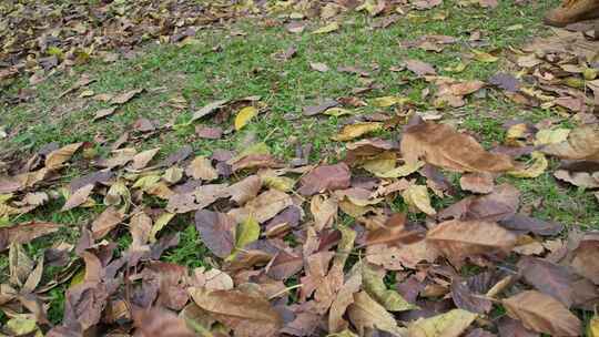 地上的落叶实拍