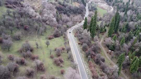 新疆伊犁库尔德宁大气壮观雪山草原景色