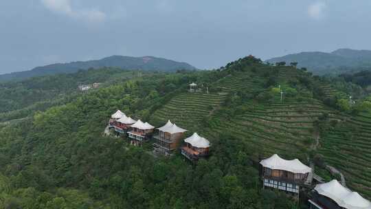 平阳茶山