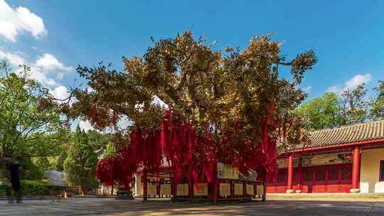 红绸带装饰的古树下的古建筑 财神树 祈福树