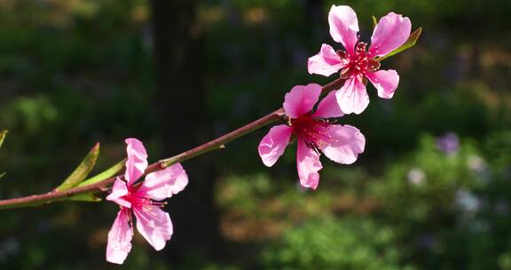 桃花特写4K拍摄