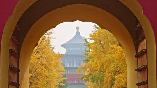 秋天北京天坛银杏