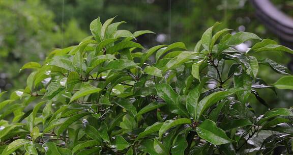 春天雨季森林树枝树叶