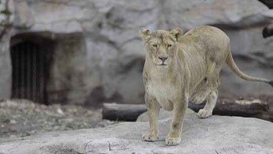 4K动物园里的母狮子挠痒