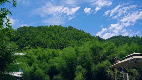 4K竹林竹子蓝天白云延时大山景区