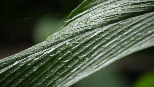 雨水滴落在叶子上