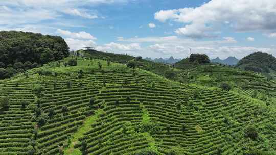 航拍高山绿色有机茶园