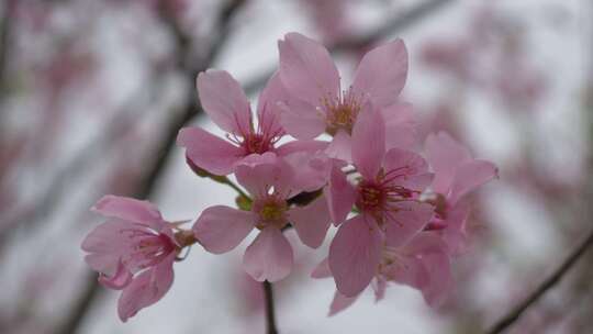 樱花花瓣花朵花开绽放