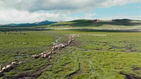 航拍草原上散养的牛羊群