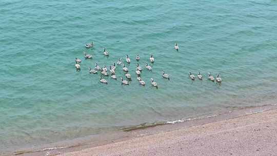 青海湖天鹅