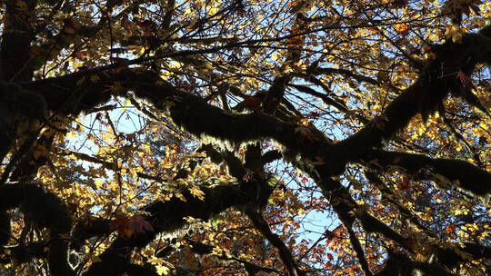 放大枫枝上的秋苔