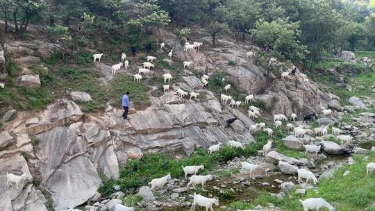 山林石壁山羊喝水吃草放牧人