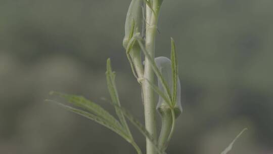 秋葵秋葵花秋葵果实LOG视频素材