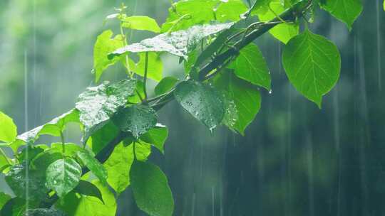 倾盆大雨下的树叶河流 大暴雨天气