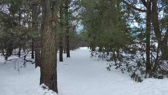 白雪覆盖的森林