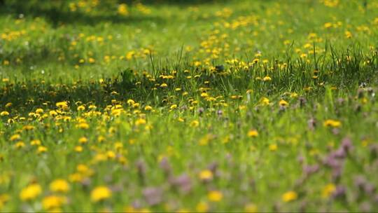 黄色花朵的田野