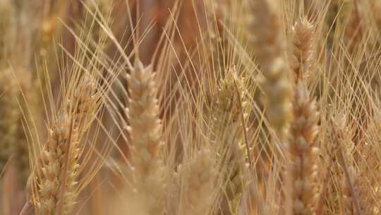 麦子 麦苗 麦收 麦田 丰收 收获 小麦 庄稼