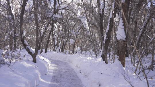 阿勒泰桦林公园雪景