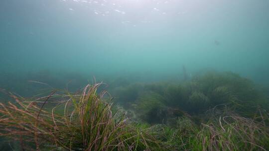 海底海草鱼类海洋生物