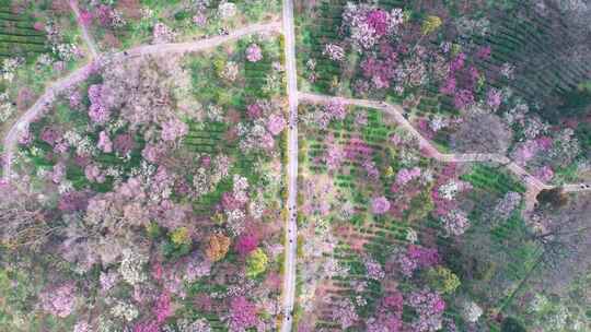 南京梅花山景区4k航拍视频素材模板下载