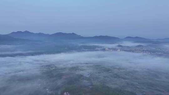 茶园清晨平流雾航拍视频素材模板下载