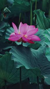 荷花自然涟漪露水池塘开花莲蓬公园花瓣雨诗