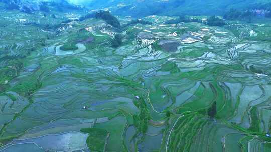 大山梯田