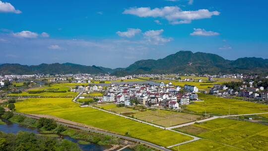 浙江建德稻香小镇金色稻田风光航拍延时