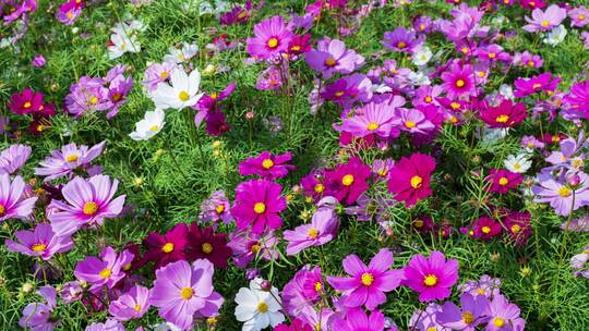 格桑花波斯菊花海