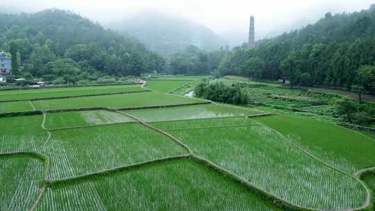 天台国清寺的水稻田 秧苗