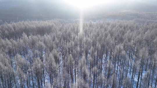 航拍冬季森林太阳雪