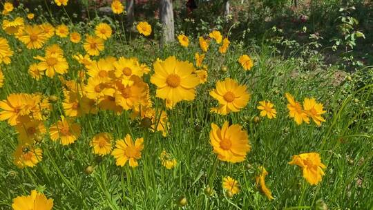 济南章丘区林荫公园里盛开的黄色的小雏菊