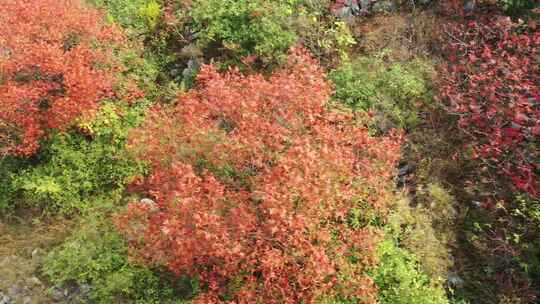 航拍山野上的红叶树
