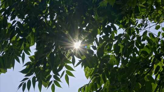 重庆夏季阳光森林空镜