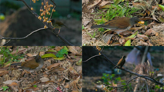 秋野寻踪：白腹鸫与苦楝果的生态邂逅高清在线视频素材下载