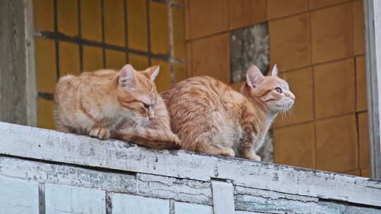 一对姜黄猫栖息在旧建筑的城市阳台上