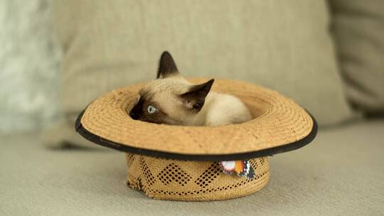 躲在帽子里的宠物猫