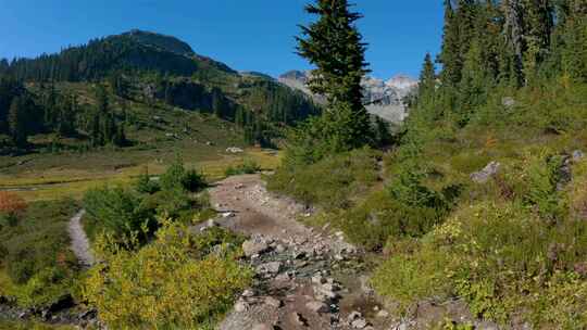 加拿大山地景观中充满活力的绿树