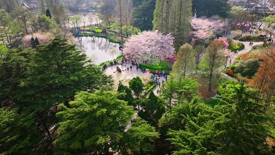 青岛春天青岛中山公园樱花